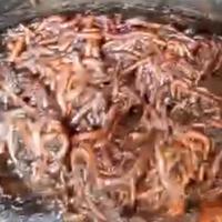 Lombrichi californiani vivi