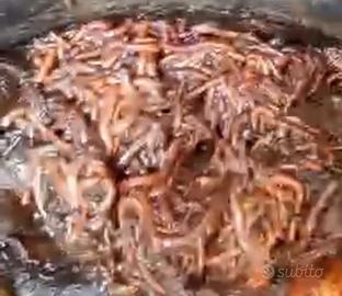 Lombrichi californiani vivi