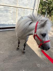 Mini mini pony