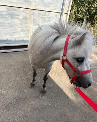 Mini mini pony