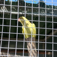 Parrocchetto dal collare