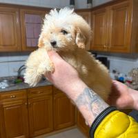 Barboncino mini toy
