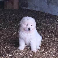 Pastore Maremmano Abruzzese