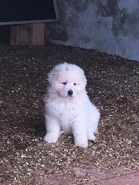 Pastore Maremmano Abruzzese