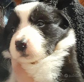 Vendita cuccioli di Border Collie