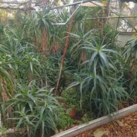 aloe arborescens 