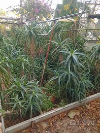 aloe arborescens 