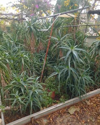 aloe arborescens 
