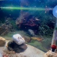 acquario 100/120 litri 