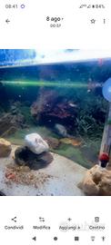 acquario 100/120 litri 