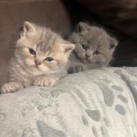 VendoBellissimi gattini Scottish Straight