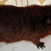 Cavia carrier skinny