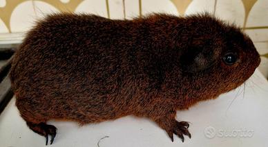 Cavia carrier skinny