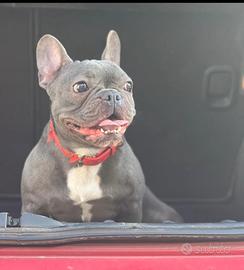 Bulldog francese