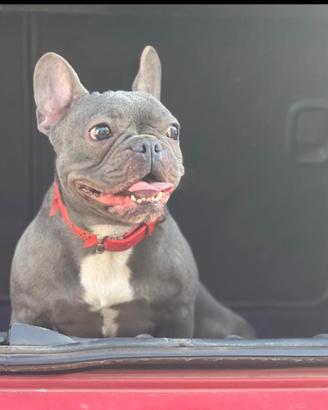 Bulldog francese