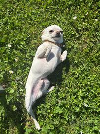 Animali