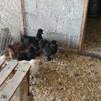 Galline e galli moroseta