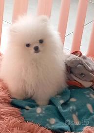 Spitz bianco con pedigree