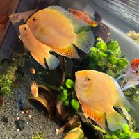 Heros severum yellow red spot