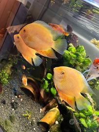 Heros severum yellow red spot