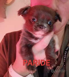 Chihuahua con pedigree Italia