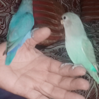 Inseparabili blu e bianco