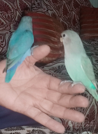 Inseparabili blu e bianco