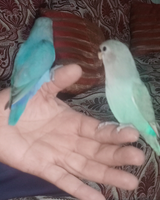 Inseparabili blu e bianco