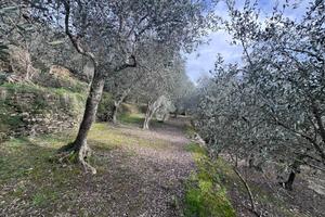 TER. AGRICOLO A CHIAVARI