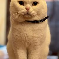 Scottish Fold White