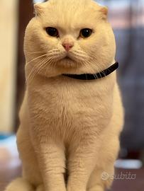 Scottish Fold White
