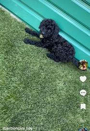 Barboncini toy