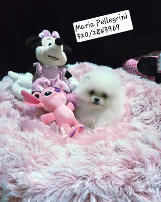 Spitz Pomerania Bianca/Pedigree Enci