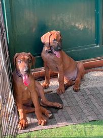 Cuccioli Rhodesian Ridgeback