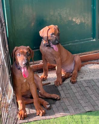Cuccioli Rhodesian Ridgeback