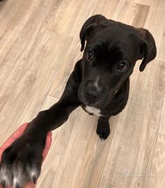 Cucciola di cane corso 4mesi