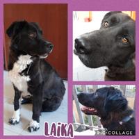 Adozioni responsabili per cani bisognosi