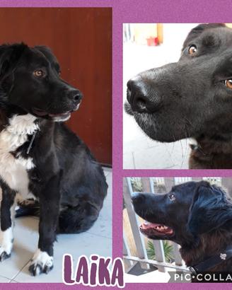 Adozioni responsabili per cani bisognosi