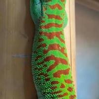 Geco Phelsuma grandis