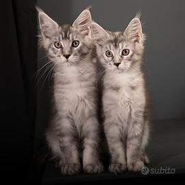 Cuccioli Maine Coon