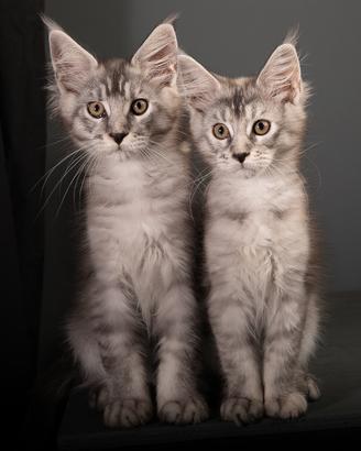 Cuccioli Maine Coon