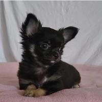 Chiuahua a pelo lungo