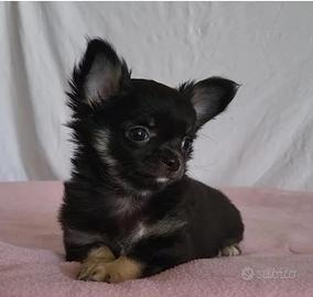 Chiuahua a pelo lungo