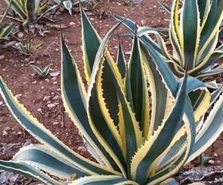 piante di agave americana