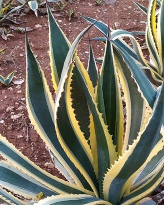 piante di agave americana