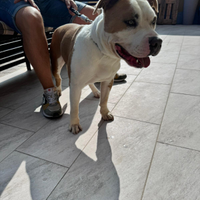 Amstaff di 18 mesi