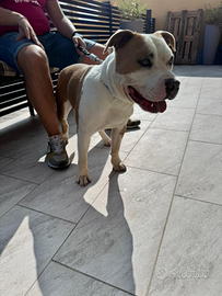 Amstaff di 18 mesi