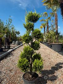 Leylandii a pon pon h.150