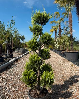 Leylandii a pon pon h.150