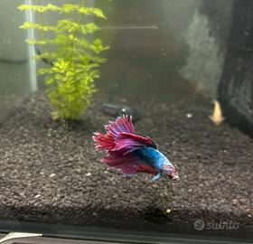 Betta